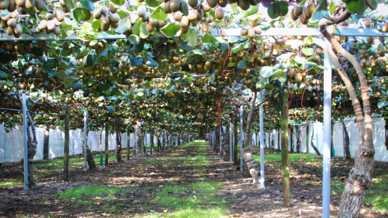 Ag-Beam system built and braced for growth